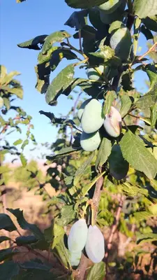 a tree with lots of green fruits on it at La ferme d'hôtes des lacs in Sefrou
