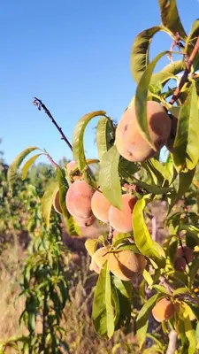 a bunch of peaches hanging from a tree at La ferme d'hôtes des lacs in Sefrou