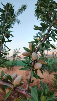 a bunch of nuts growing on a tree at La ferme d'hôtes des lacs in Sefrou