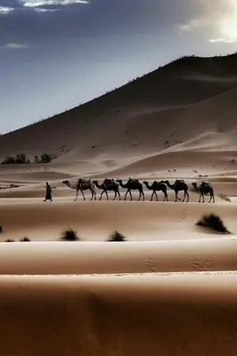 a group of horses walking through the desert at Hotel Dar Sahara in Merzouga