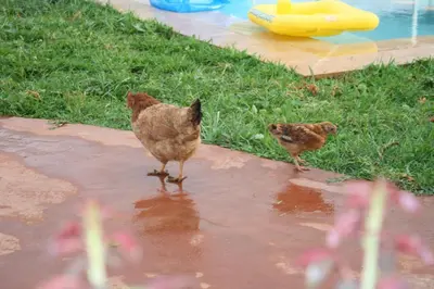 two birds walking on the ground next to a pool at Ferme d'hôtes Aghbalou in Sefrou