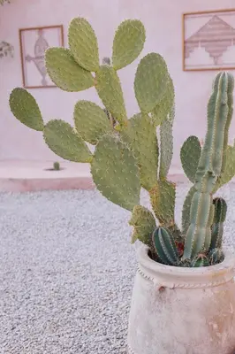 a cactus in a pot in a room at Riad Serai Merzouga in Merzouga
