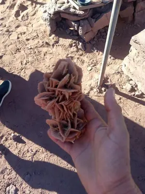 a persons hand holding a mushroom in the sand at TRIP Merzouga luxury camp in Hassilabied