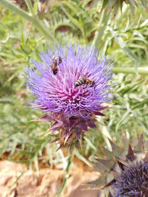 a group of bees on top of a purple flower at Gîte Palma Eagle Ziz Canyon in Er Rachidia