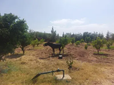 a bull standing in a field with trees at Villa sur ferme, piscine & vue sur Atlas in Douar Tounsi
