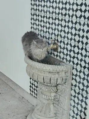 a cat sitting in a fountain in a wall at Apartement khadija in Azrou