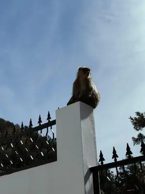 a monkey sitting on top of a wall at Apartement khadija in Azrou