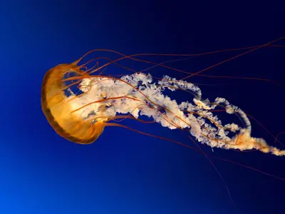 a close up of a jellyfish in the water at Milano in Oulad Akkou