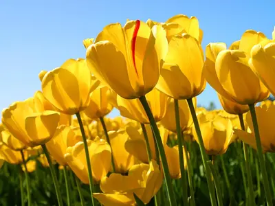 a group of yellow tulips in a field at Milano in Oulad Akkou