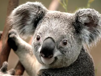a koala bear is looking at the camera at Milano in Oulad Akkou