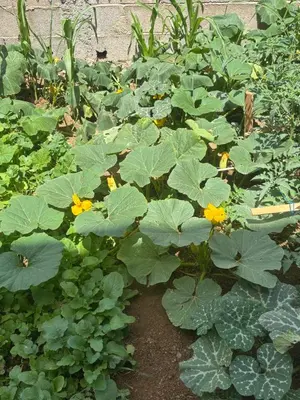a garden with yellow flowers and green plants at Berber lodge amssouzart in Tizgui