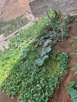 a garden with green plants on the ground at Berber lodge amssouzart in Tizgui