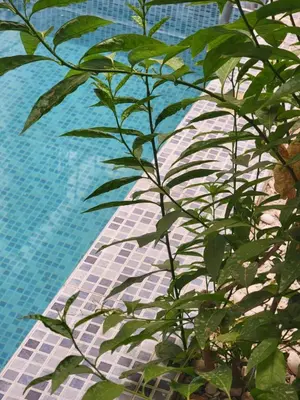 a plant next to a swimming pool with a building at Villa Enouzha in Fès