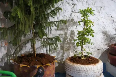 two plants in large tires sitting next to a wall at كهوف يحيى لسياحة والمبيت البهاليل in Bhalil