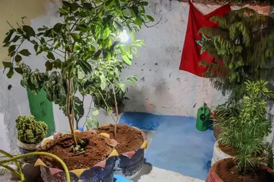 a group of potted trees in pots next to a wall at كهوف يحيى لسياحة والمبيت البهاليل in Bhalil