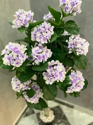 a bunch of purple flowers in a vase at Casa Kush in Sidi Bouzguia