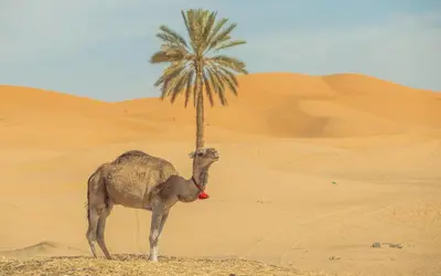 a camel standing next to a palm tree in the desert at The Desert Palace in Merzouga