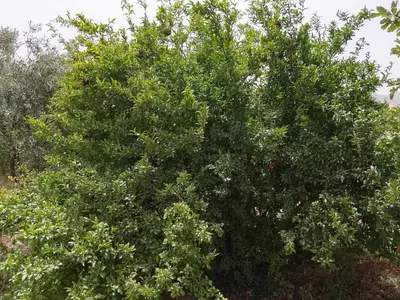 a large green tree with many leaves on it at Tazouta Farm Villa with Private Pool & Mountain Views in Tazouta