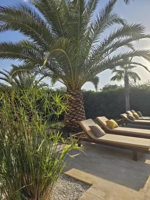 a row of chaise lounges under a palm tree at Villa AIMA - avec Gourvernante in Douar Soukkane