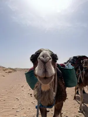 a camel standing in the desert with aoti at Planet Camp Désert Tours in Mhamid