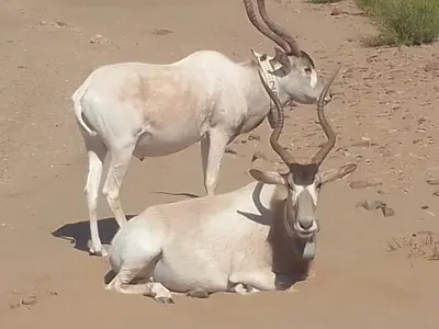 two animals with horns standing on a dirt field at Planet Camp Désert Tours in Mhamid