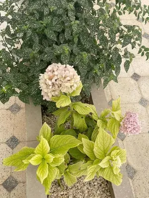 a group of flowers and plants in a pot at Apartment amina in Azrou