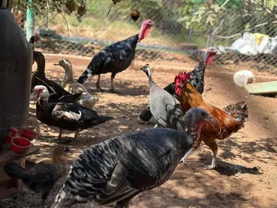 a group of chickens standing on a dirt road at oasis des collines