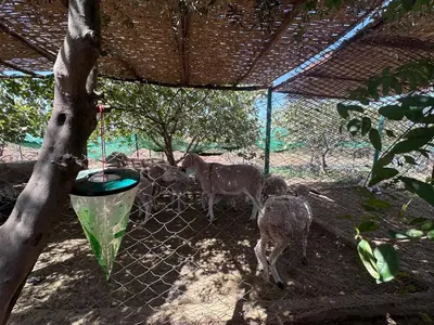 a group of sheep standing behind a fence at oasis des collines