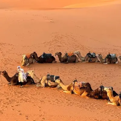 a group of camels in the sand in the desert at Merzouga Hous in Merzouga