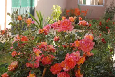 a bunch of pink and orange flowers in a garden at Kasbah Dounia in Kerrando