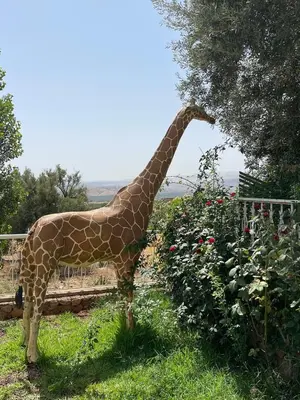 a giraffe is eating leaves from a tree at Ferme Erraha in Bhalil