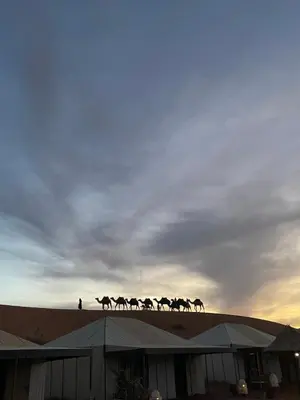 a group of horses walking on top of a hill at Merzouga in Merdani