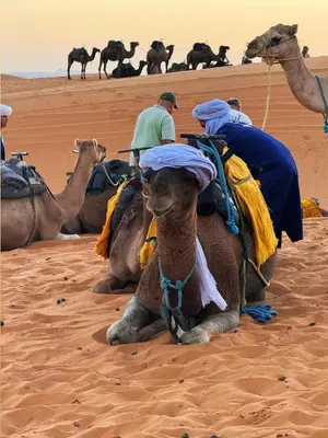 a group of people riding on the backs of camels in the desert at Fabulous Luxury Camp in Merzouga