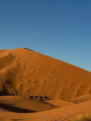 a group of animals walking across a sand dune at Fabulous Luxury Camp in Merzouga