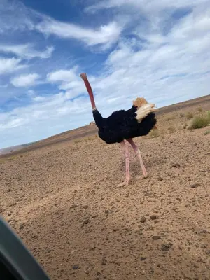 an ostrich walking on the ground in a field at Desert Mhamid in Mhamid