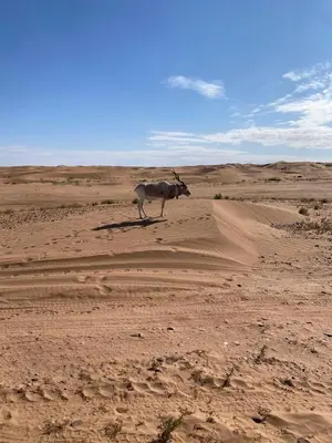 a horse standing in the middle of a desert at Desert Mhamid in Mhamid