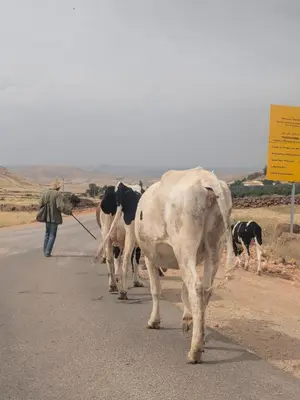 a man walking down a road with three cows at Gite montana in Aïn Leuh