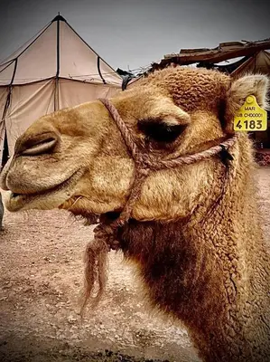 a camel standing in front of a tent at Les Bedouins Agafay in Oulad Akkou