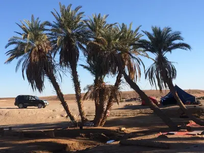 two palm trees and a car in the desert at Dar Dallali in Mhamid