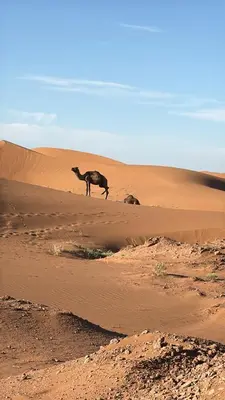 a camel standing in the middle of a desert at mhamid luxury camps in Mhamid El Ghizlane