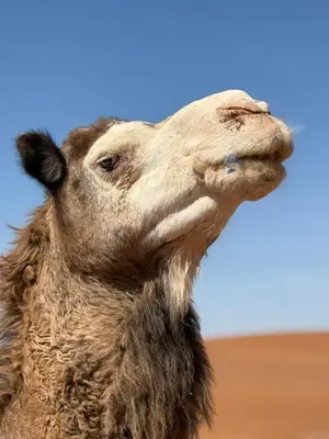 a close up of a camel looking up at mhamid luxury camps in Mhamid El Ghizlane