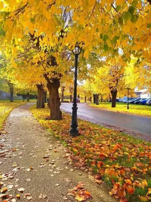a street light in a park with leaves on the ground at Ravissante appartement dans les jardins in Oulad Akkou