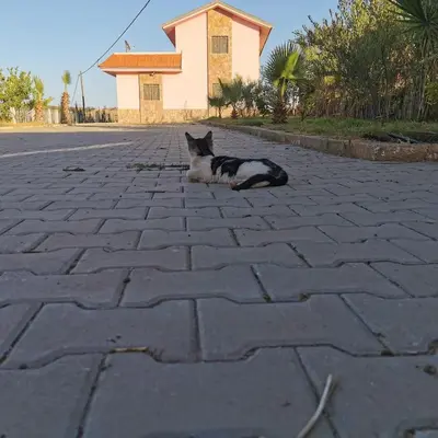a black and white cat laying on a brick road at dar hammouni