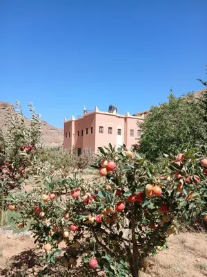 an apple tree in front of a building at Auberge Ighounba in Tinerhir