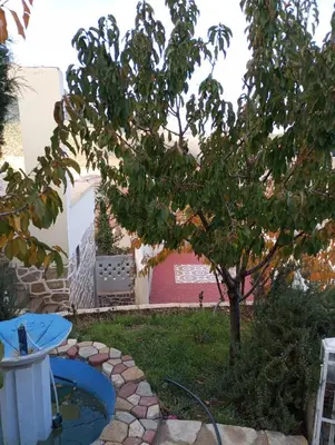 a small pool in a yard with a tree at Boulemane guest house in Boulmane