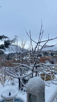 a tree covered in snow next to a fence at Boulemane guest house in Boulmane