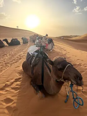 a camel laying in the sand in the desert at Oasis Desert Luxury Camp in Merzouga