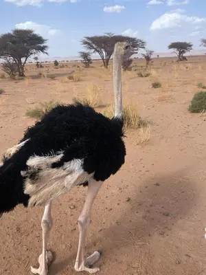 an ostrich standing in the middle of the desert at Desert tours&trips in Zagora