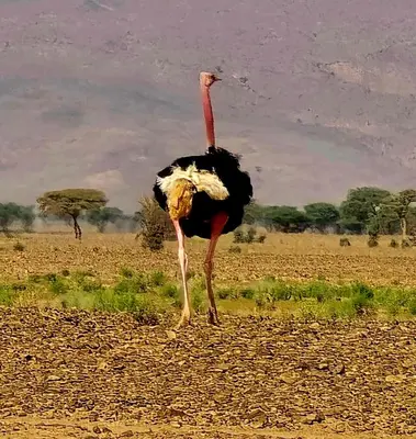 an ostrich standing in the middle of a field at Auberge chez hammadi