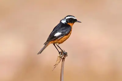 a bird perched on top of a stick at Riad Dades Birds Lodge in Boumalne